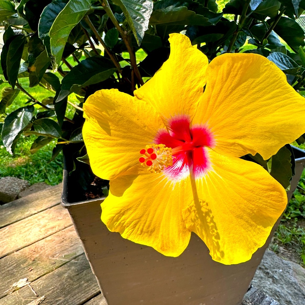 Meet your Posher, Mrs. Copley